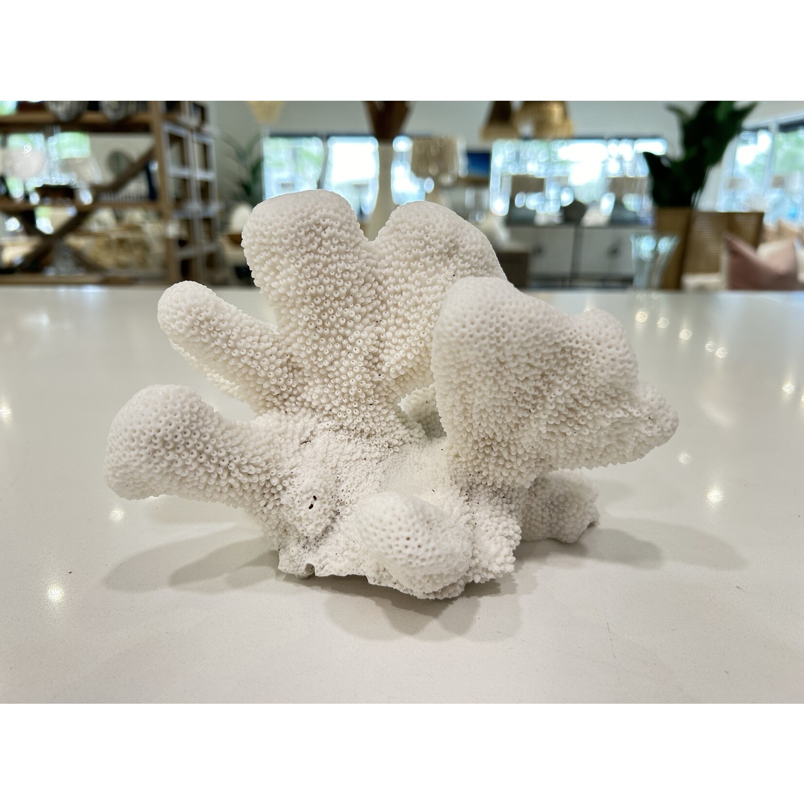 Outside The Box 8" - 10" Natural White Cat's Paw Coral