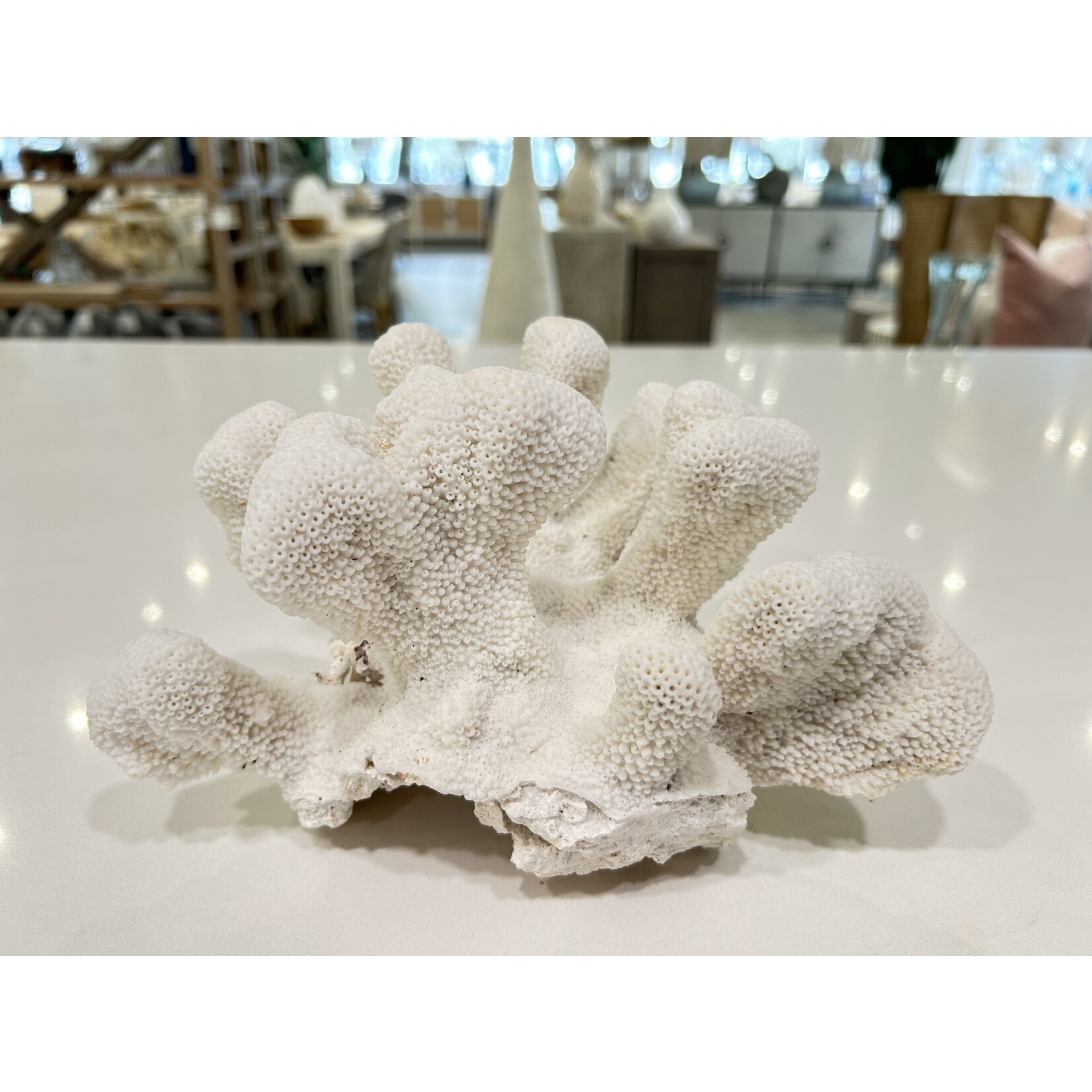 Outside The Box 8" - 10" Natural White Cat's Paw Coral