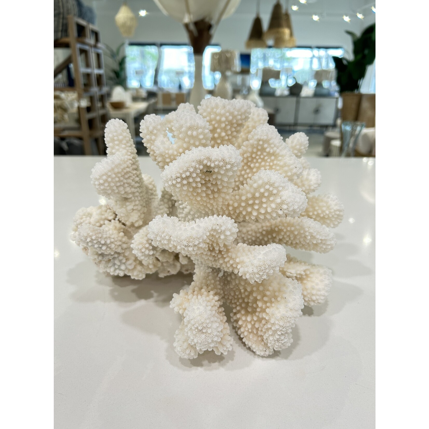 Outside The Box 10x9x7 Natural White Cauliflower Coral