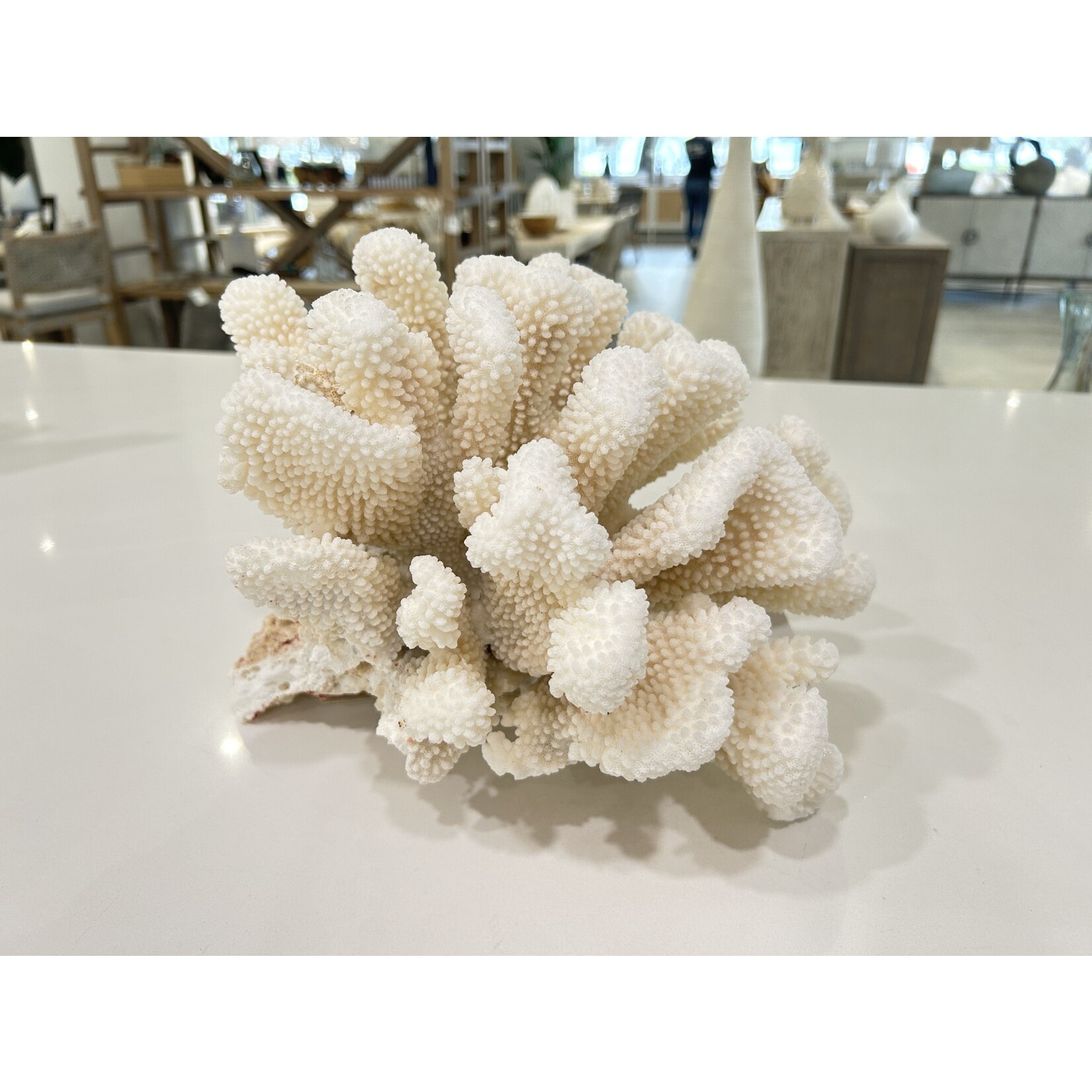Outside The Box 11x11x9 Natural White Cauliflower Coral