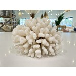 Outside The Box 15x11x9 Natural White Cluster Coral