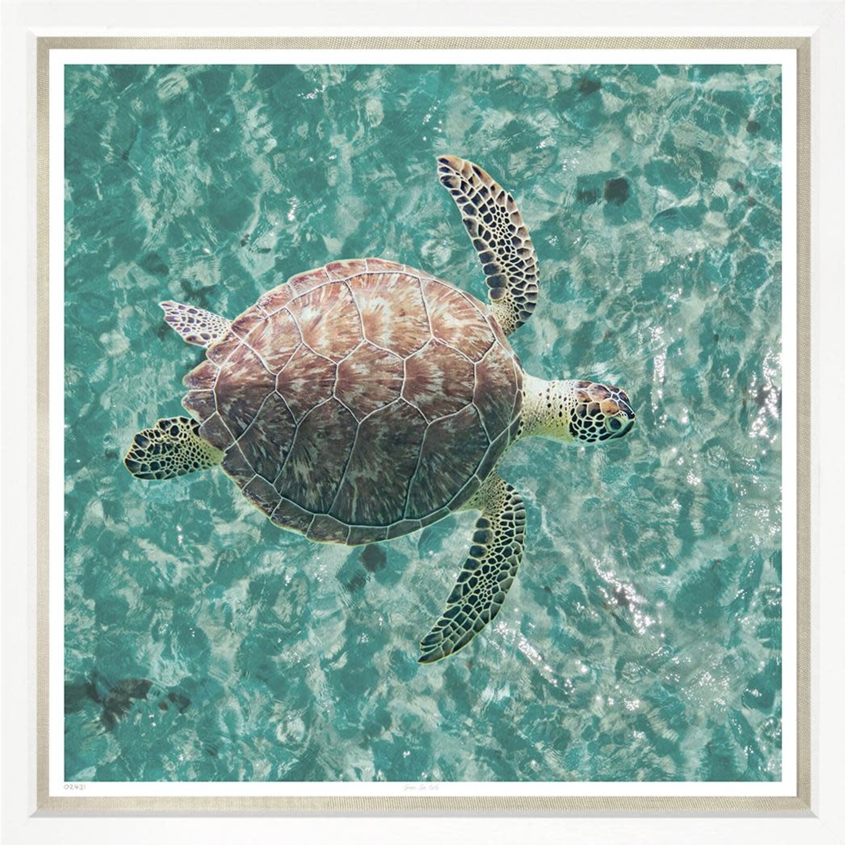 Outside The Box 43x43 Trowbridge  Green Sea Turtle 2 Art With Linen Slip