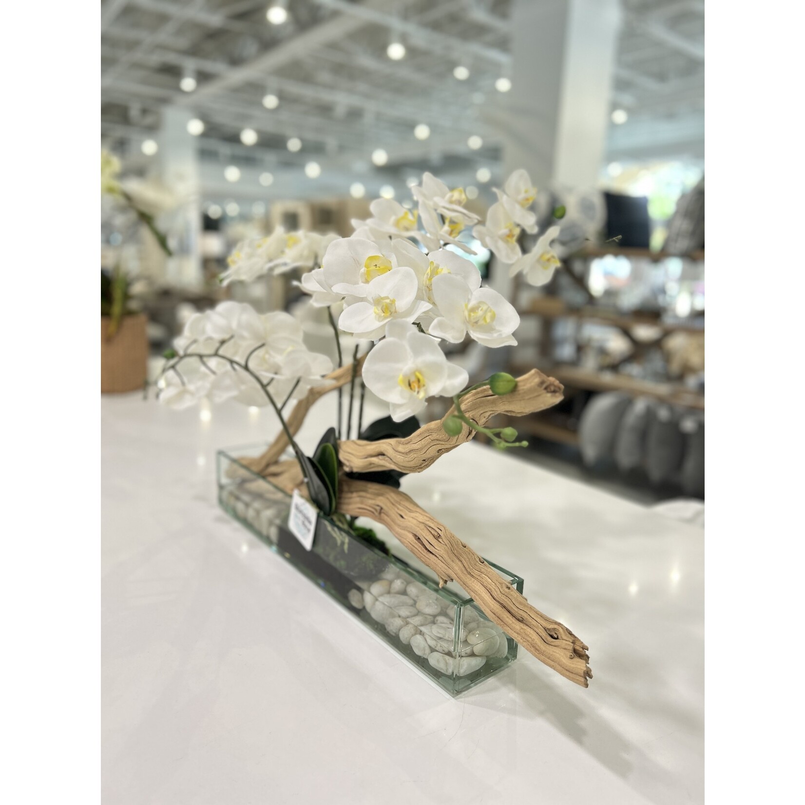 Outside The Box 18" White Phael Orchids & Ghostwood In Rectangle Aquarium Glass