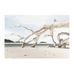 Outside The Box 67x46 Driftwood Composition Art On Acrylic