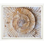 Outside The Box 50x43 Trowbridge Ammonite Shell Art White Frame With Linen Slip