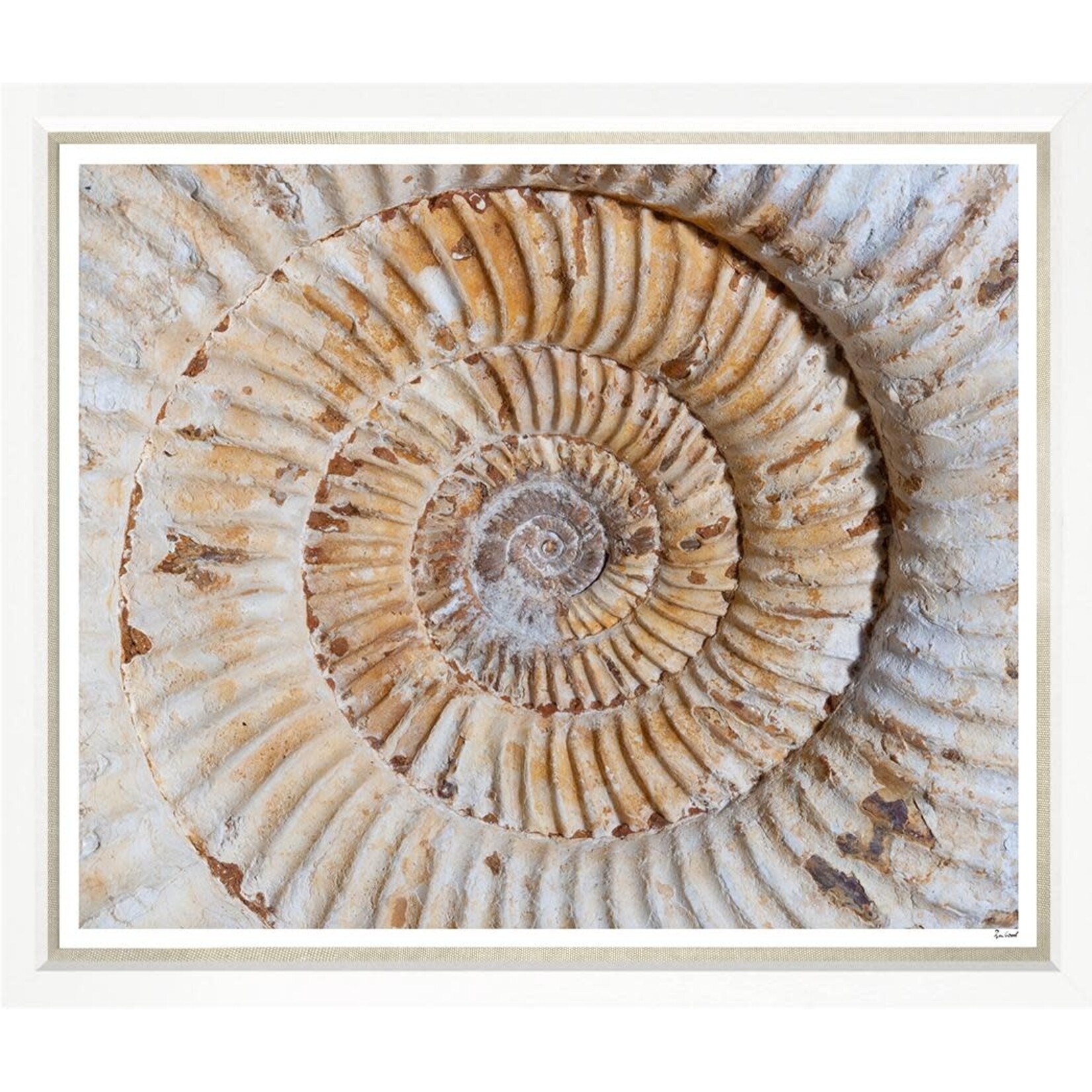 Outside The Box 50x43 Trowbridge Ammonite Shell Art White Frame With Linen Slip