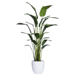 Outside The Box 9.5' Travelers Silk Palm  In White Stone Pot
