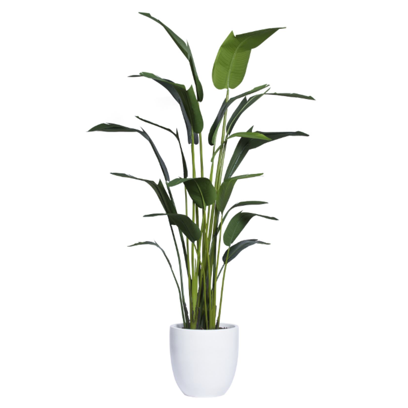 Outside The Box 9.5' Travelers Silk Palm  In White Stone Pot