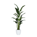 Outside The Box 8' Travelers Silk Palm In 19" White Tapered Pot