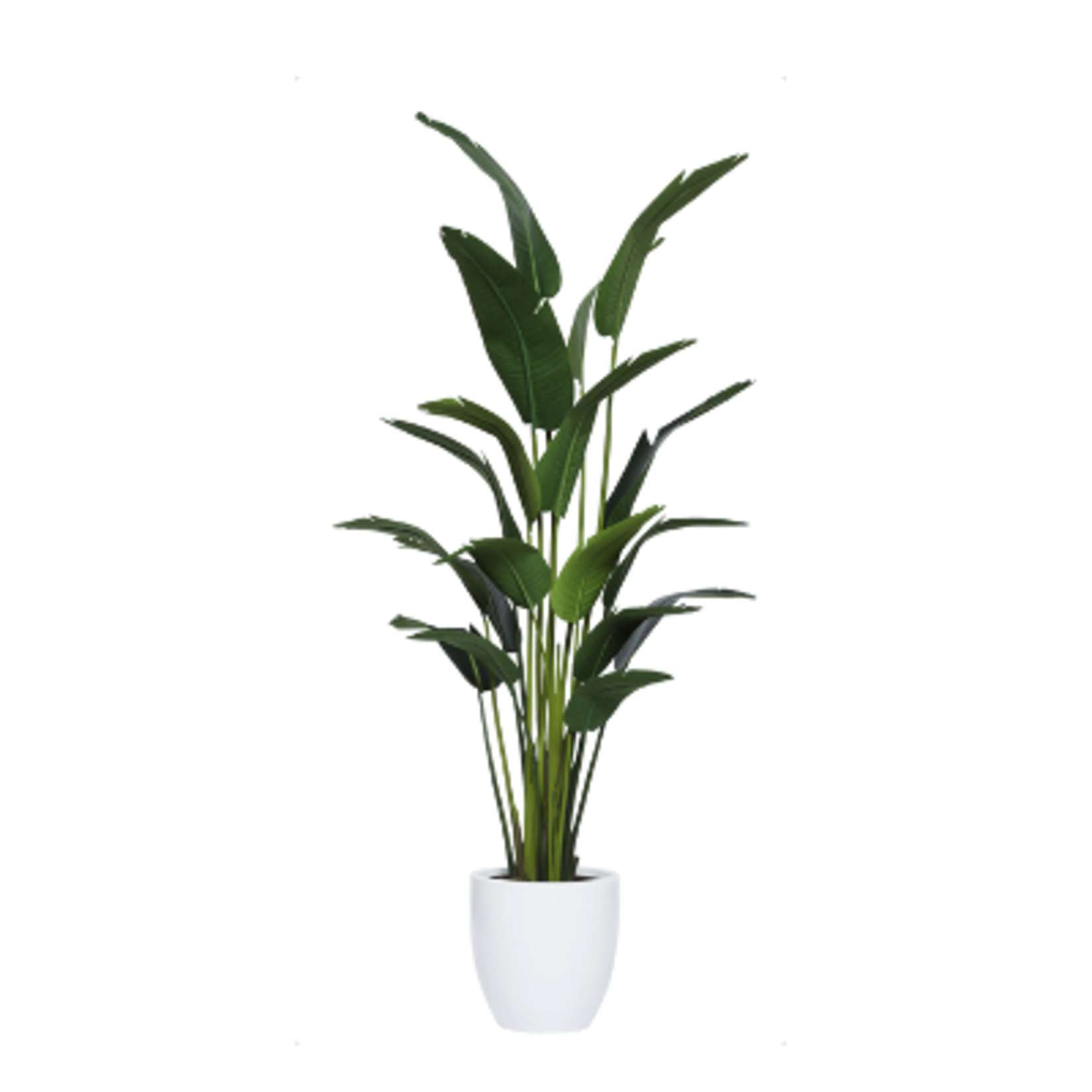 Outside The Box 8' Travelers Silk Palm In 19" White Tapered Pot