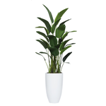 Outside The Box 7' 5" Deluxe Travelers Palm Silk Tree  In White Pot