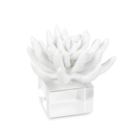 Outside The Box 6" Regina Andrew Succulent White Resin Sculpture On Lucite Base