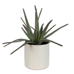 Outside The Box 18" Taos Aloe In White Dimpled Container Centerpiece
