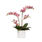 Outside The Box 19" Light Pink Mini Phalaenopsis Orchids In White Linen Pot