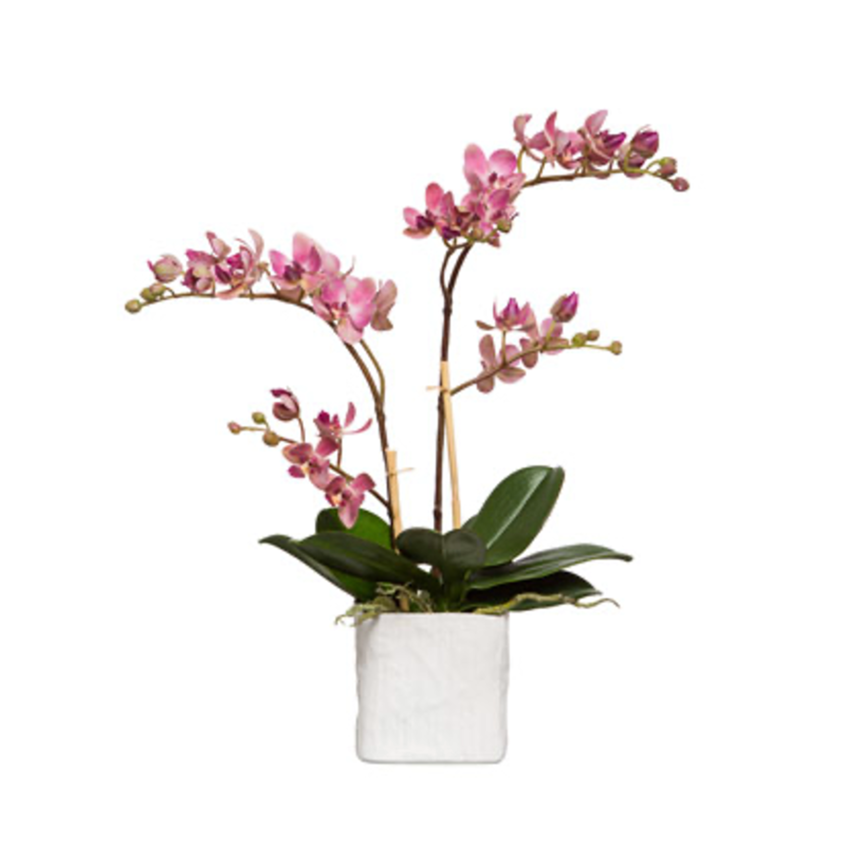 Outside The Box 19" Light Pink Mini Phalaenopsis Orchids In White Linen Pot