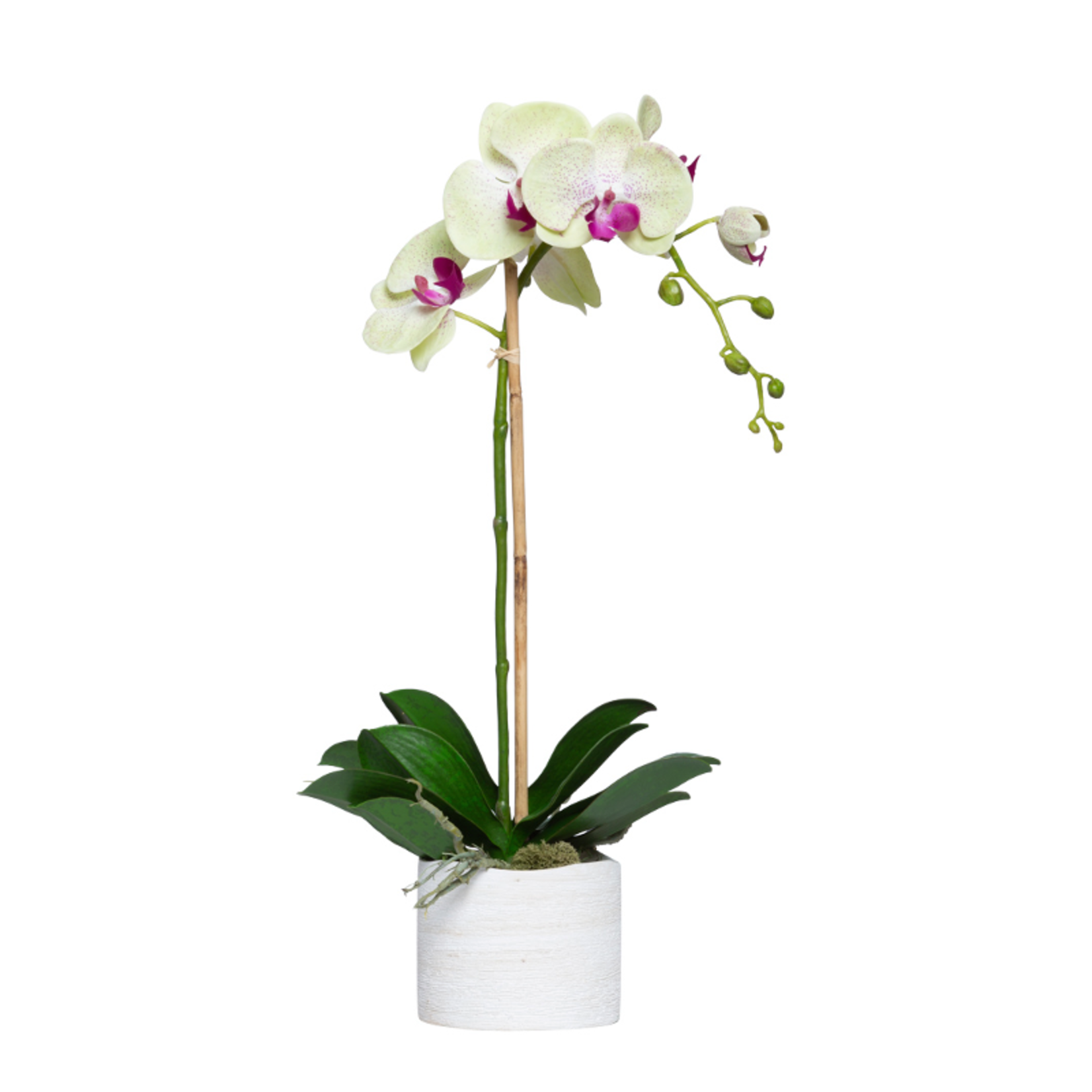 Outside The Box 22" Green Phalaenopsis Orchid In White Pot