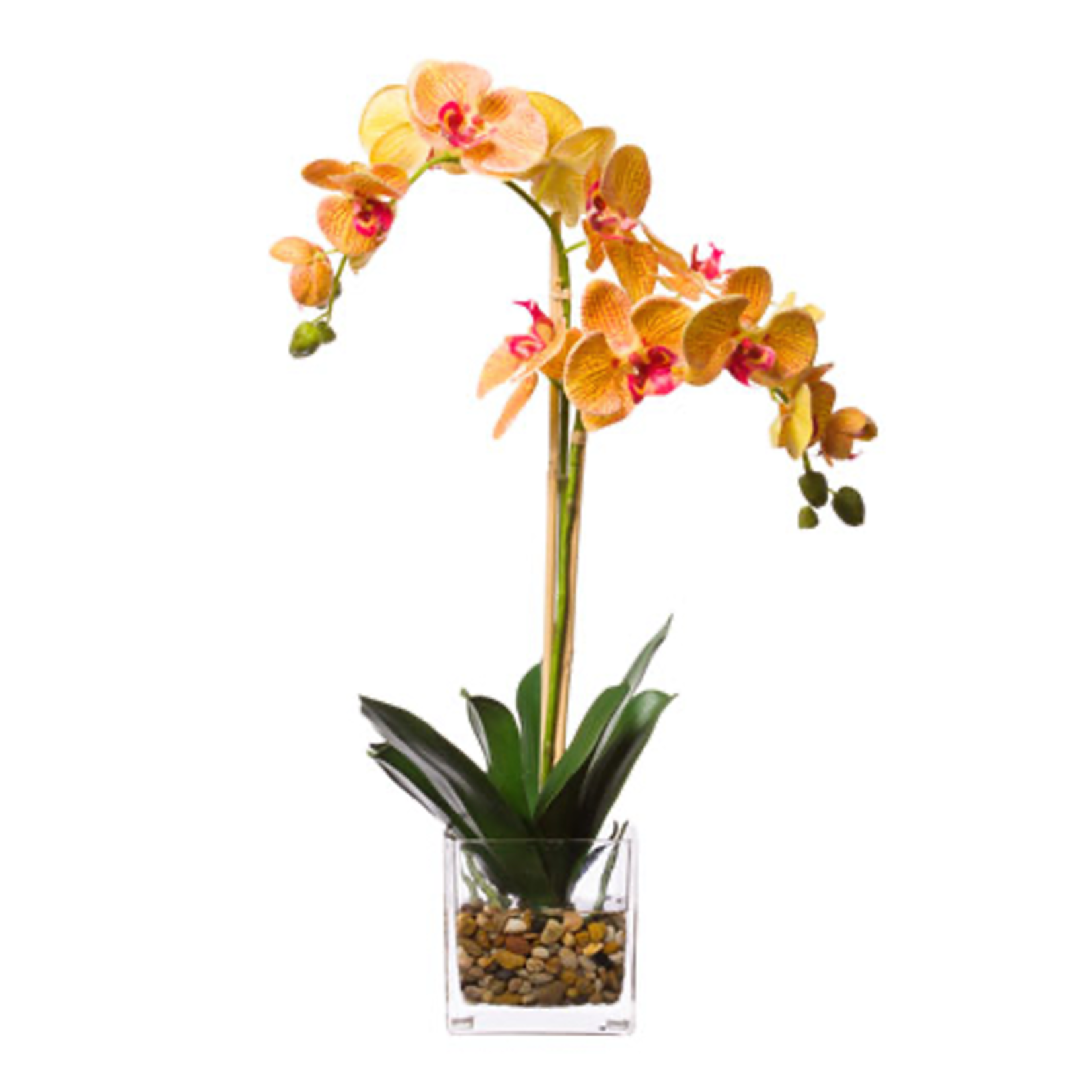 Outside The Box 20" Varigate Phalaenopsis Orchid In Water Like Glass Vase