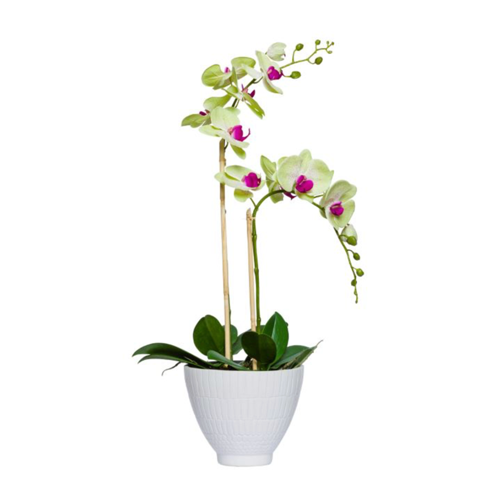 Outside The Box 28" Green & Purple Phalaenopsis Orchids In White Pot