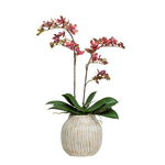 Outside The Box 23" Burgandy Mini Phalaenopsis Orchids In Taka Vase
