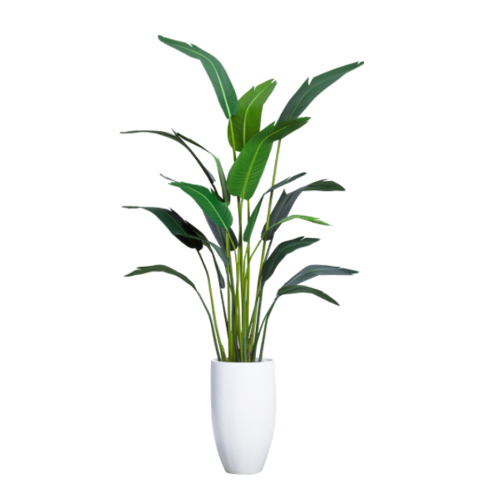 Outside The Box 7'.5" Travelers Palm Silk Tree With White Resin Pot