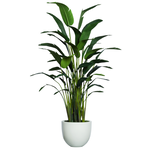 Outside The Box 10' Deluxe Travelers Palm Silk Plant In White Sandstone Pot