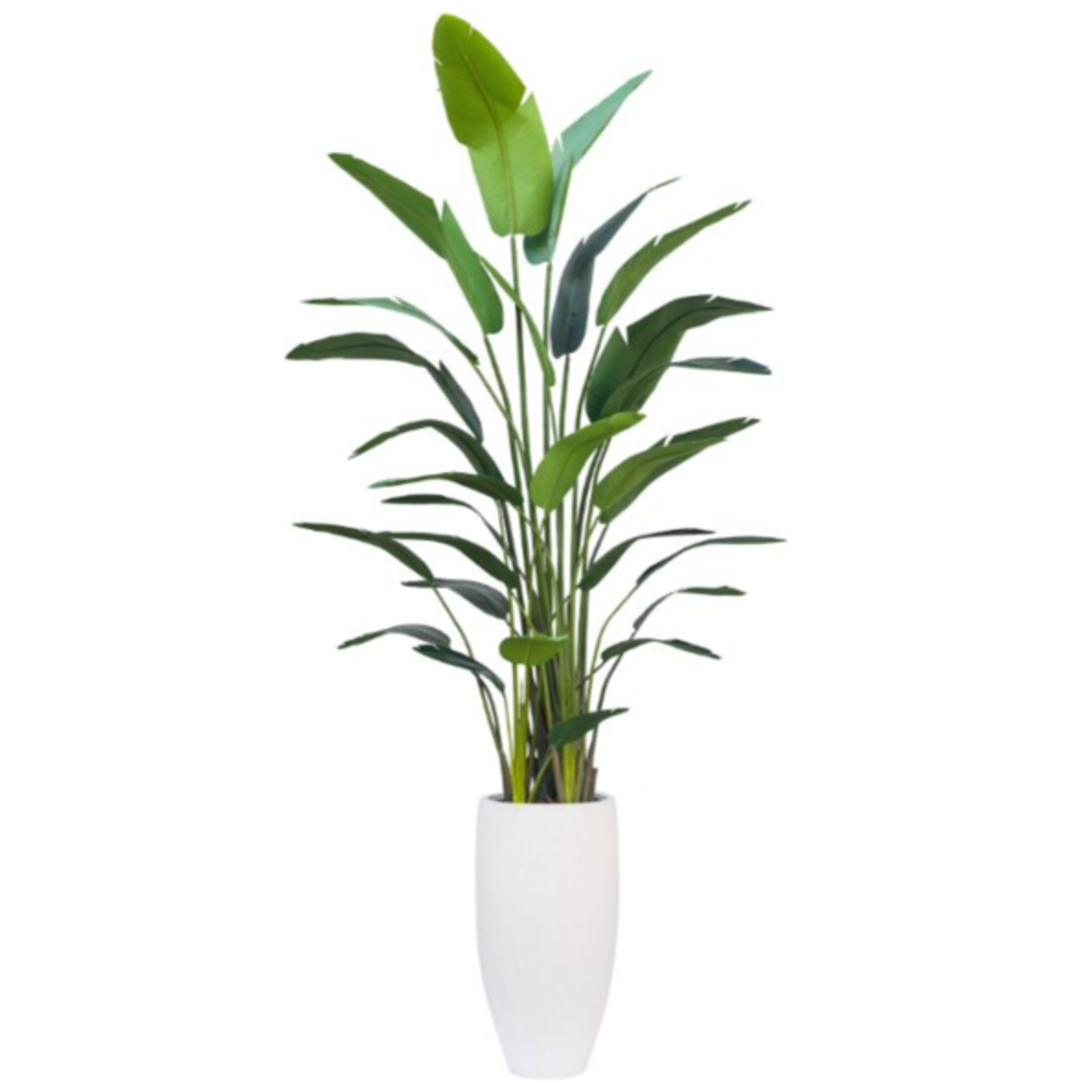 Outside The Box 11' Deluxe Travelers Palm Silk Plant In White Stone Ribbed Pot
