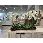 Outside The Box 38x27 Seven White Orchid  Real Touch Tumbled Grapewood Log In Teak Tray