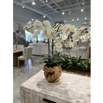 Outside The Box 26" Two White Orchid Real Touch In Grapevine Orb