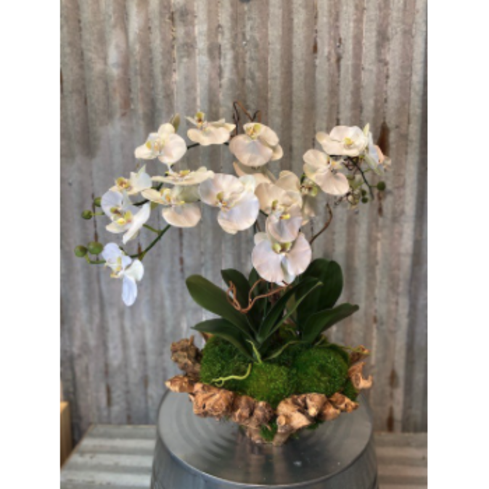 Outside The Box 28" Three White Orchid Real Touch In Branchy Teak Bowl
