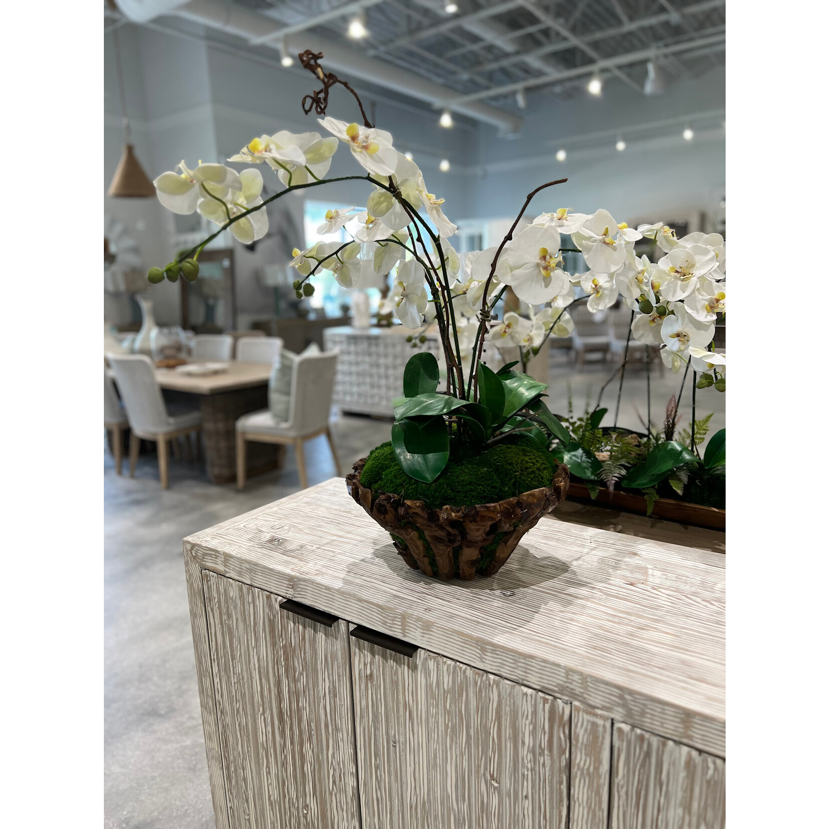 Outside The Box 28" Three White Orchid Real Touch In Branchy Teak Bowl