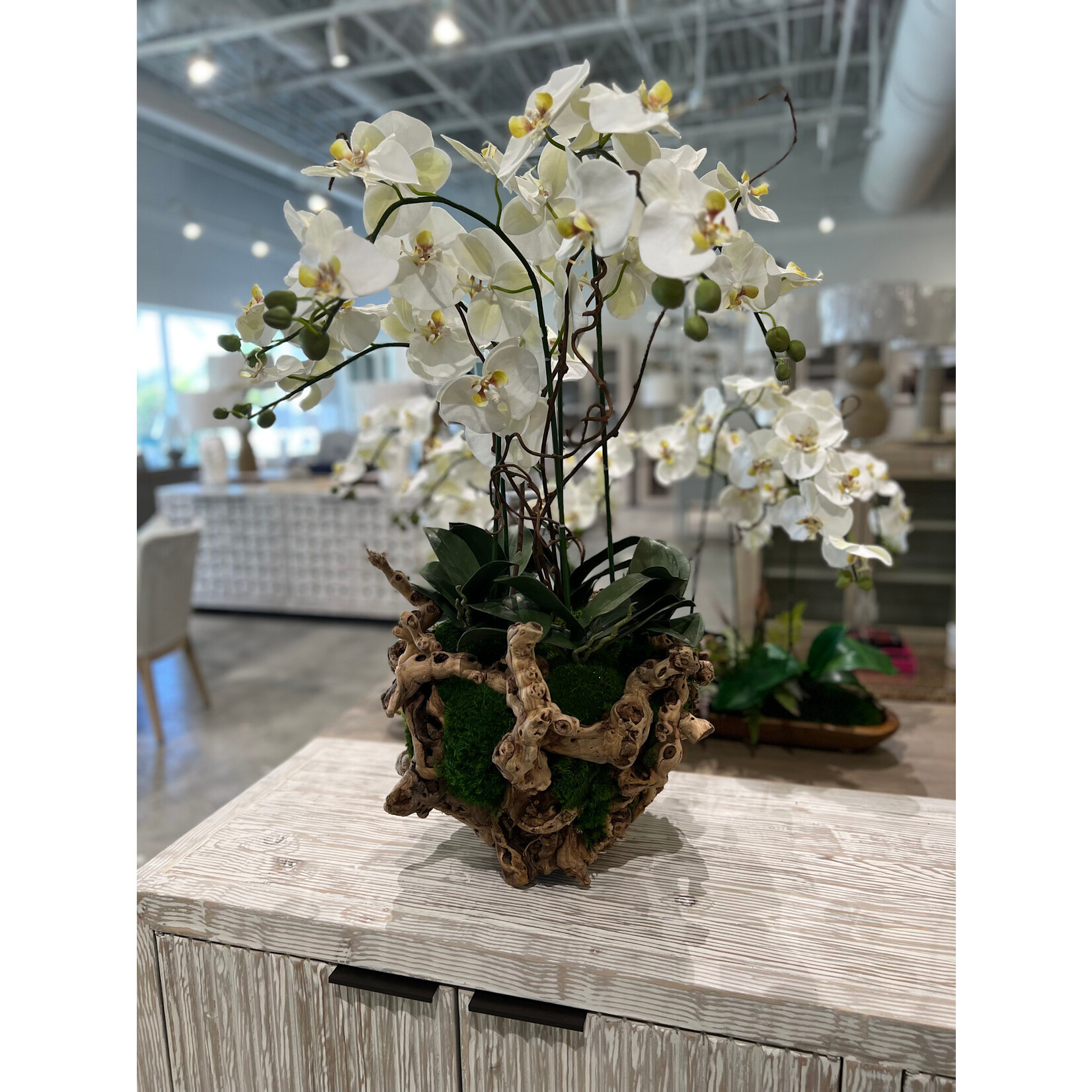 Outside The Box 33"  Five White Orchid In Handcrafted Tumbled Grapewood Base