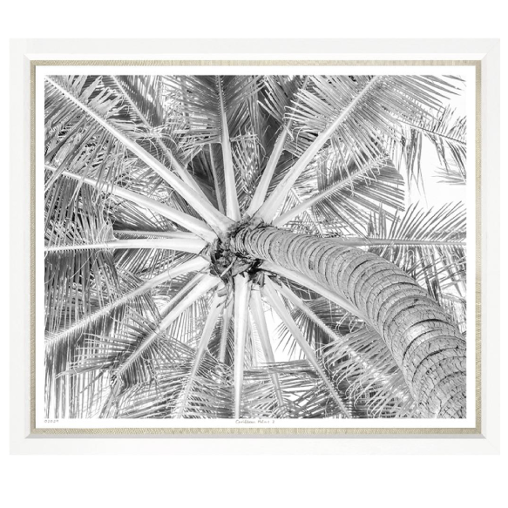 Outside The Box 50x43 Trowbridge Caribbean Palms 2 Art White Frame With Linen Slip