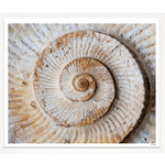 Outside The Box 50x43 Trowbridge Fossil Shell 1 Art White Frame With Linen Slip