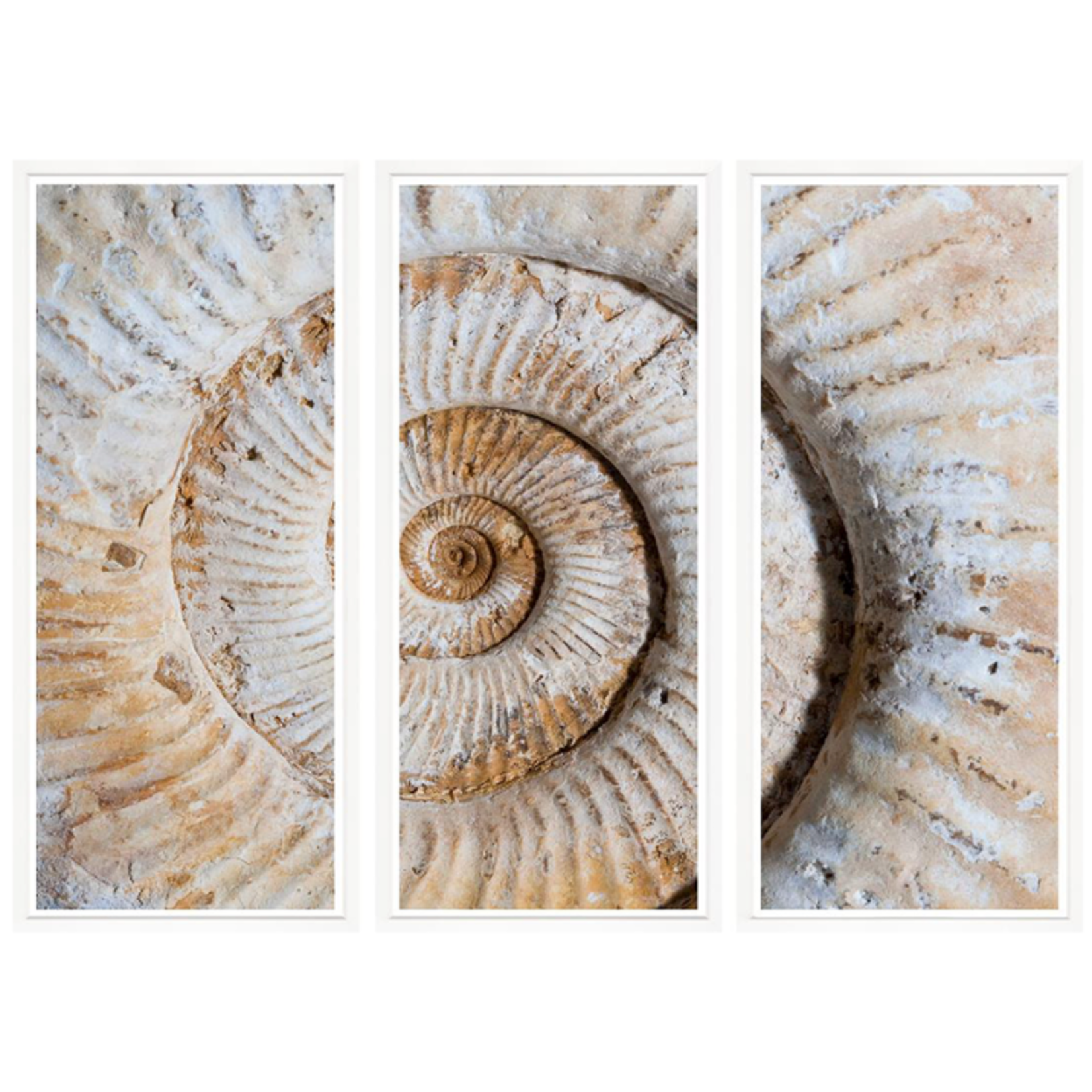 Outside The Box 67x50 Trowbridge Shell Fossil Triptych Art