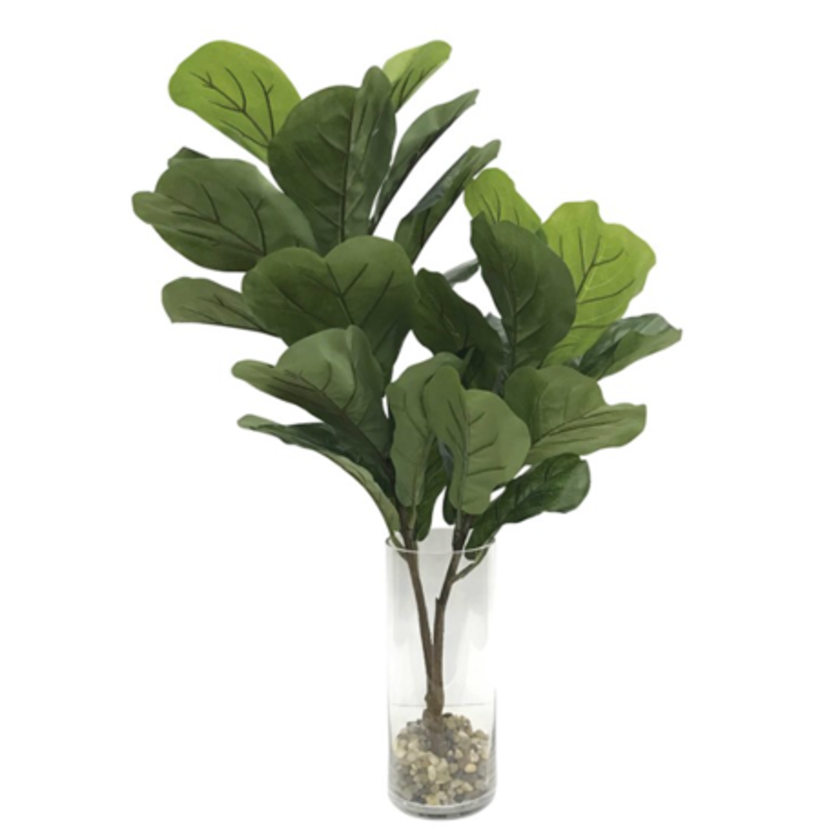 Outside The Box 24x18x36 Urbana Fiddle Leaf Fig