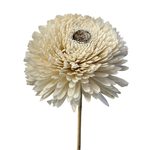 Outside The Box 39" Shola Centre Skin Zinia Hand Made Flower