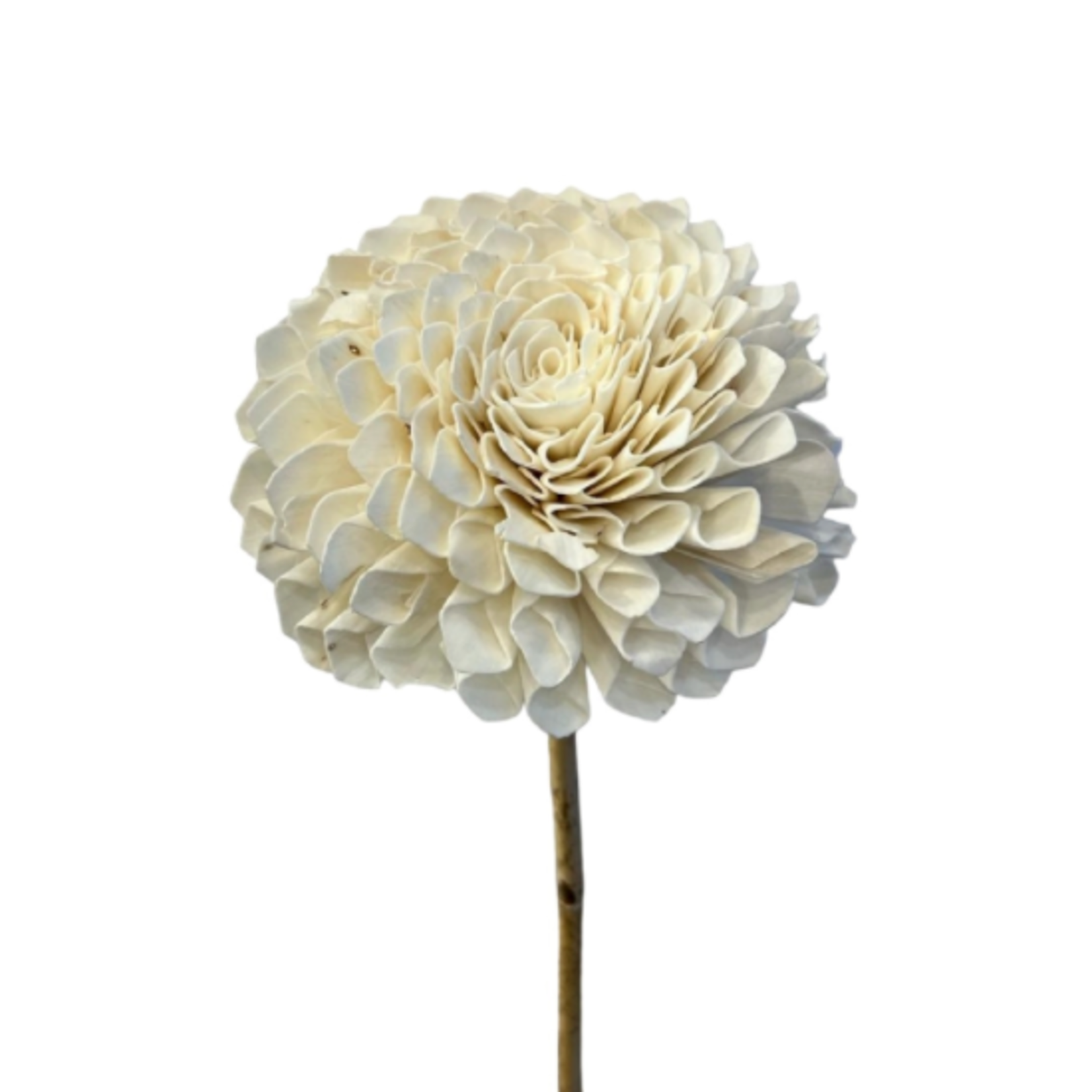 Outside The Box 39" Shola Dalia Hand Made Flower