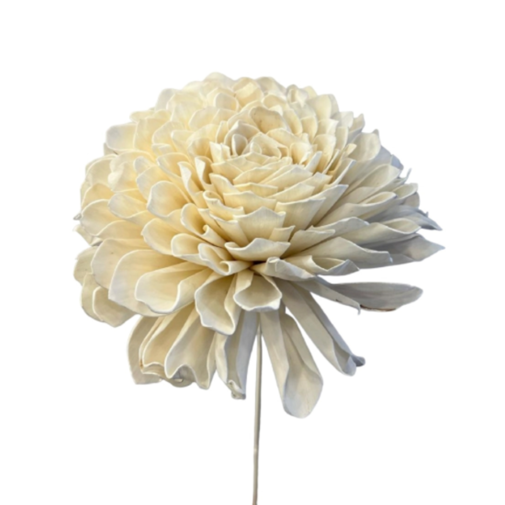 Outside The Box 39" Shola Dalia Hand Made Flower #2