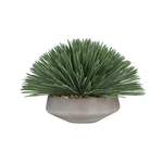 Outside The Box 20" Yucca Rostrata In Newport Bowl