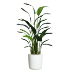 Outside The Box 9' Deluxe Silk Traveler Palm  In White Cylinder Pot