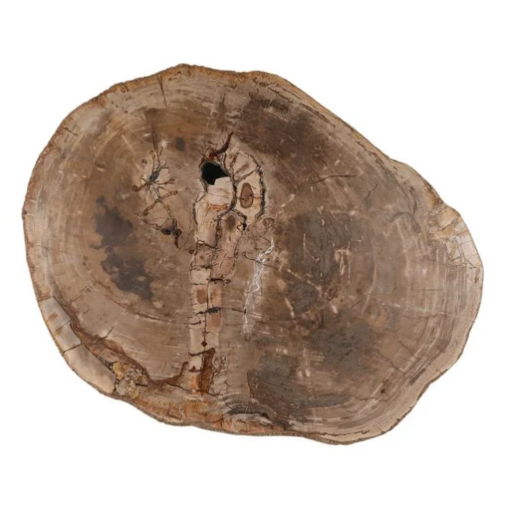 Outside The Box 42x32x14 Arik Petrified Wood Coffee Table In Light Natural