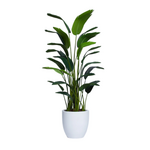 Outside The Box 8' Deluxe Palm Traveler's Silk Plant 19" White Tapered Pot