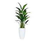 Outside The Box 9' Deluxe Palm Traveler’s Silk Tree In White 27" Tapered Pot