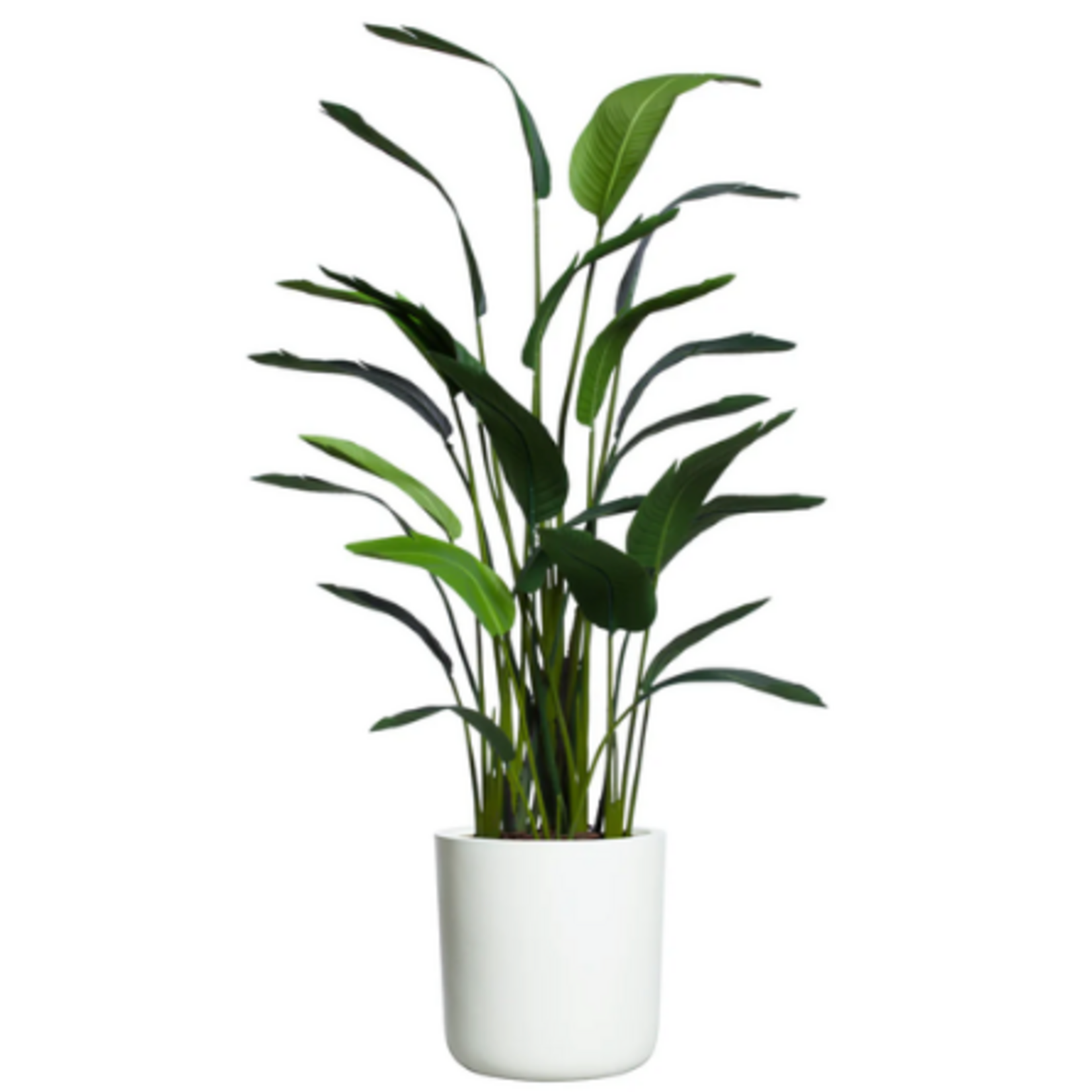 Outside The Box 6' Deluxe Palm Travelers Silk Tree In 19" Cylinder White Pot