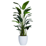 Outside The Box 6 Deluxe Palm Travelers Silk Tree In 19" White Tapered Pot