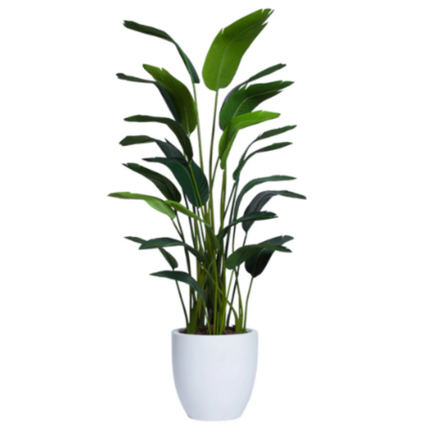 Outside The Box 6 Deluxe Palm Travelers Silk Tree In 19" White Tapered Pot