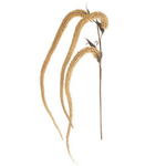 Outside The Box 42" Golden Foxtail Flocked Branch Faux Decor