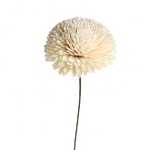 Outside The Box 10" Shola Natural Dried Flower W / Golden Bamboo 16109