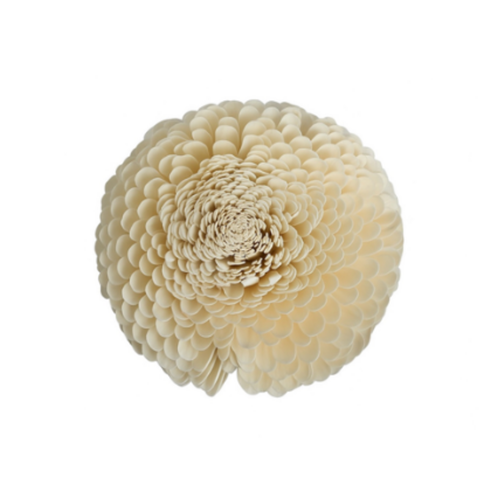 Outside The Box 10" Shola Natural Dried Flower W / Golden Bamboo 16109