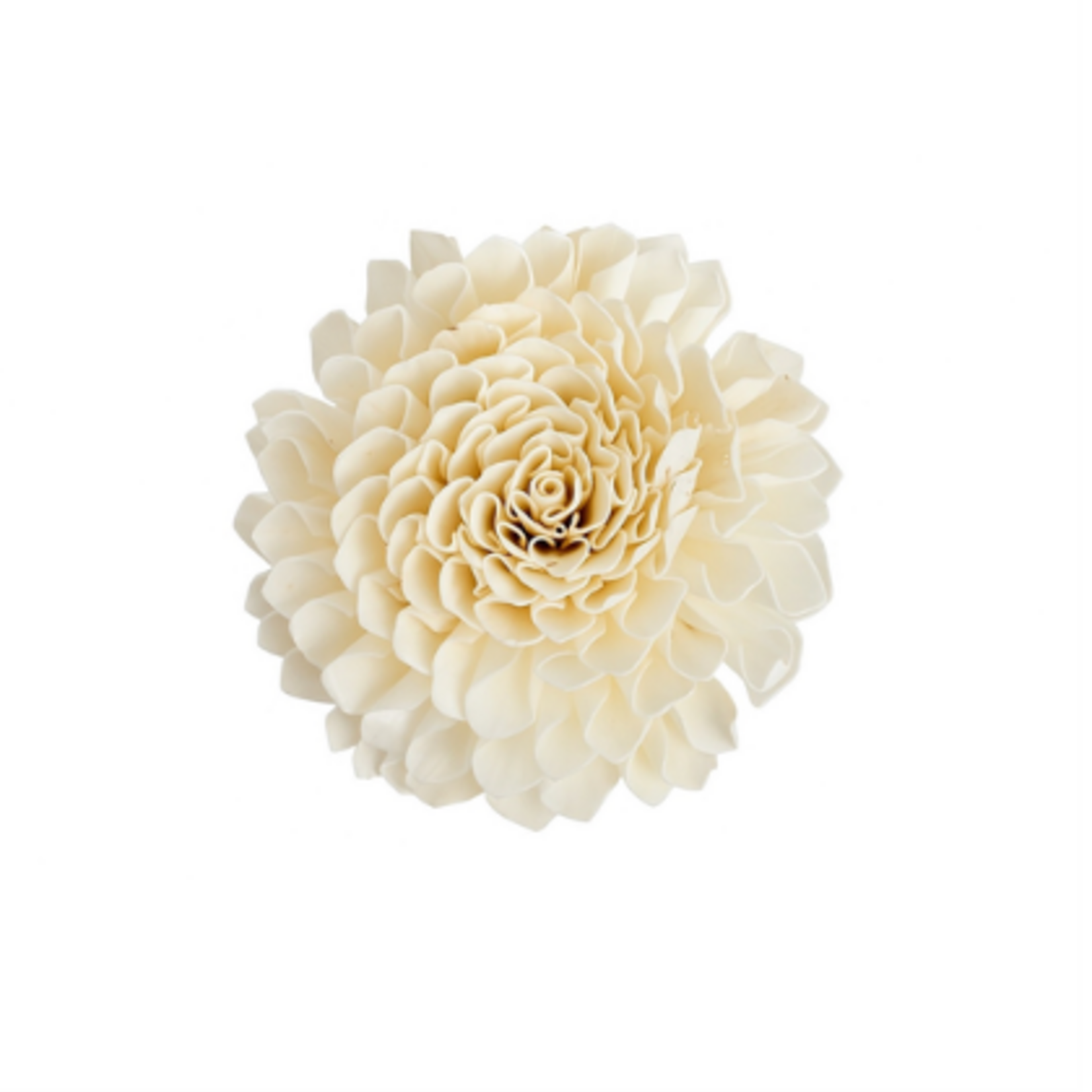 Outside The Box 8" Shola Natural Dried Flower W / Golden Bamboo 16108